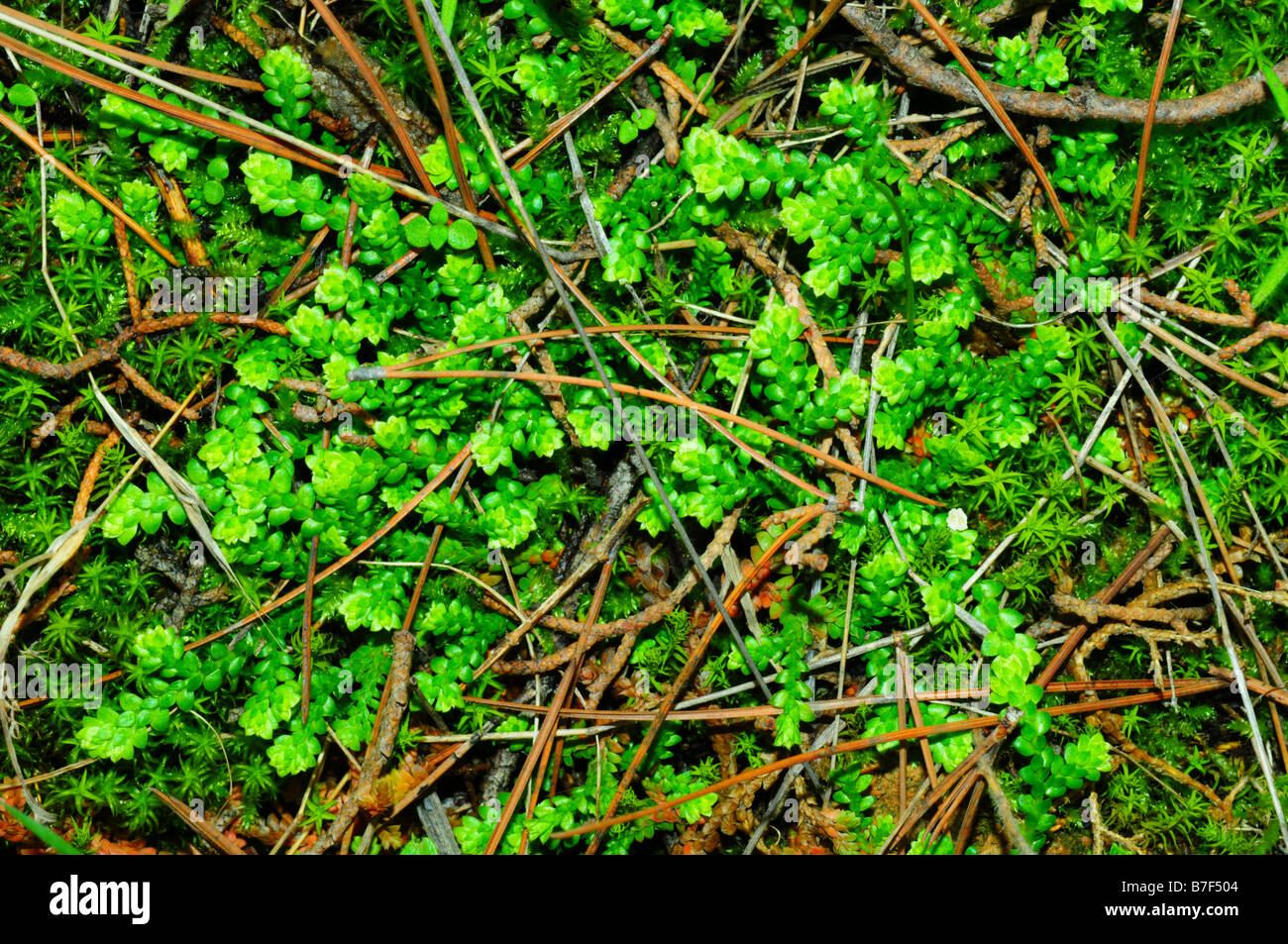 Moss image hi-res stock photography and images - Alamy
