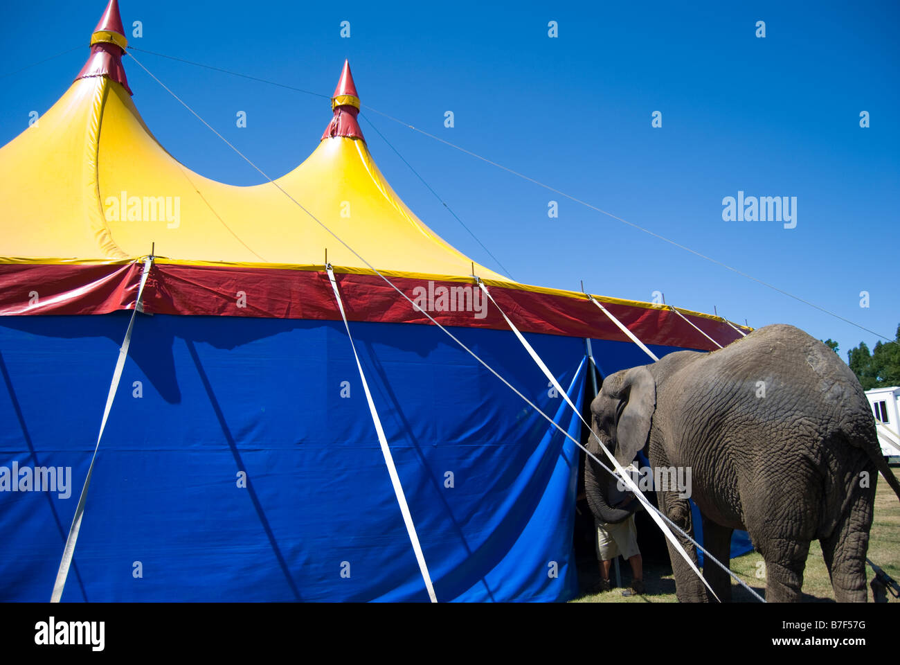 Elephant entering Big Top at African Circus, Ashburton Domain & Gardens, Ashburton, Canterbury, New Zealand Stock Photo