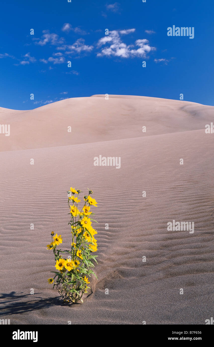 Desert Sunflower, Great Sand Dunes National Park and Preserve, Colorado