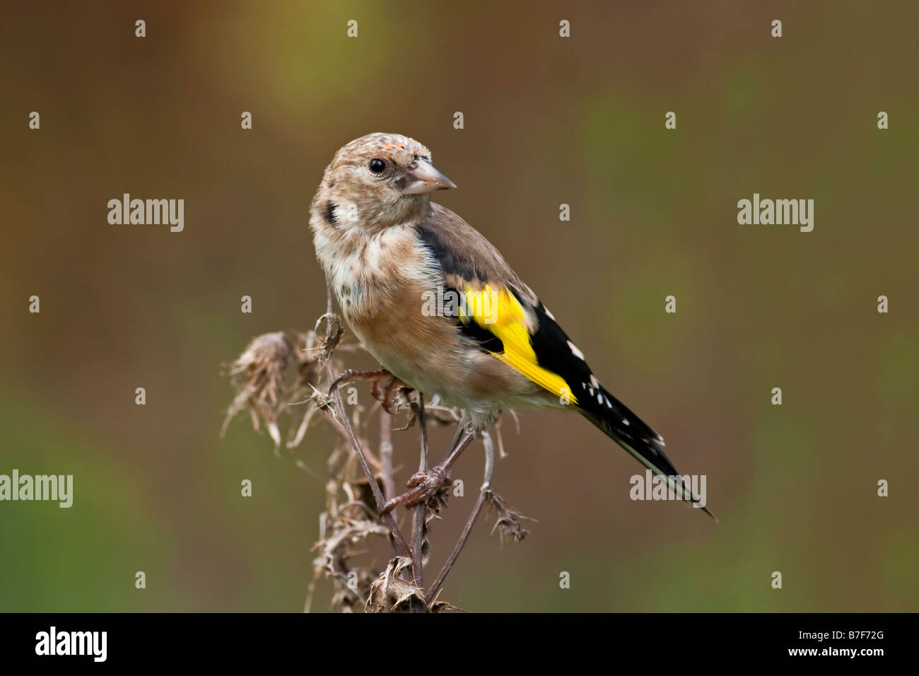 Goldfinch, juvenile Stock Photo