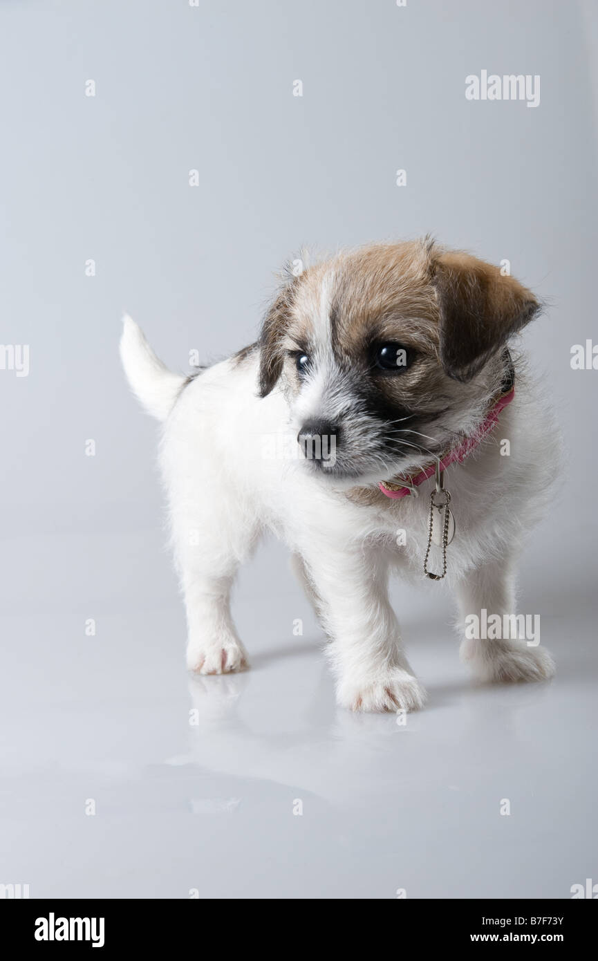 Jack russell Puppy Stock Photo Alamy