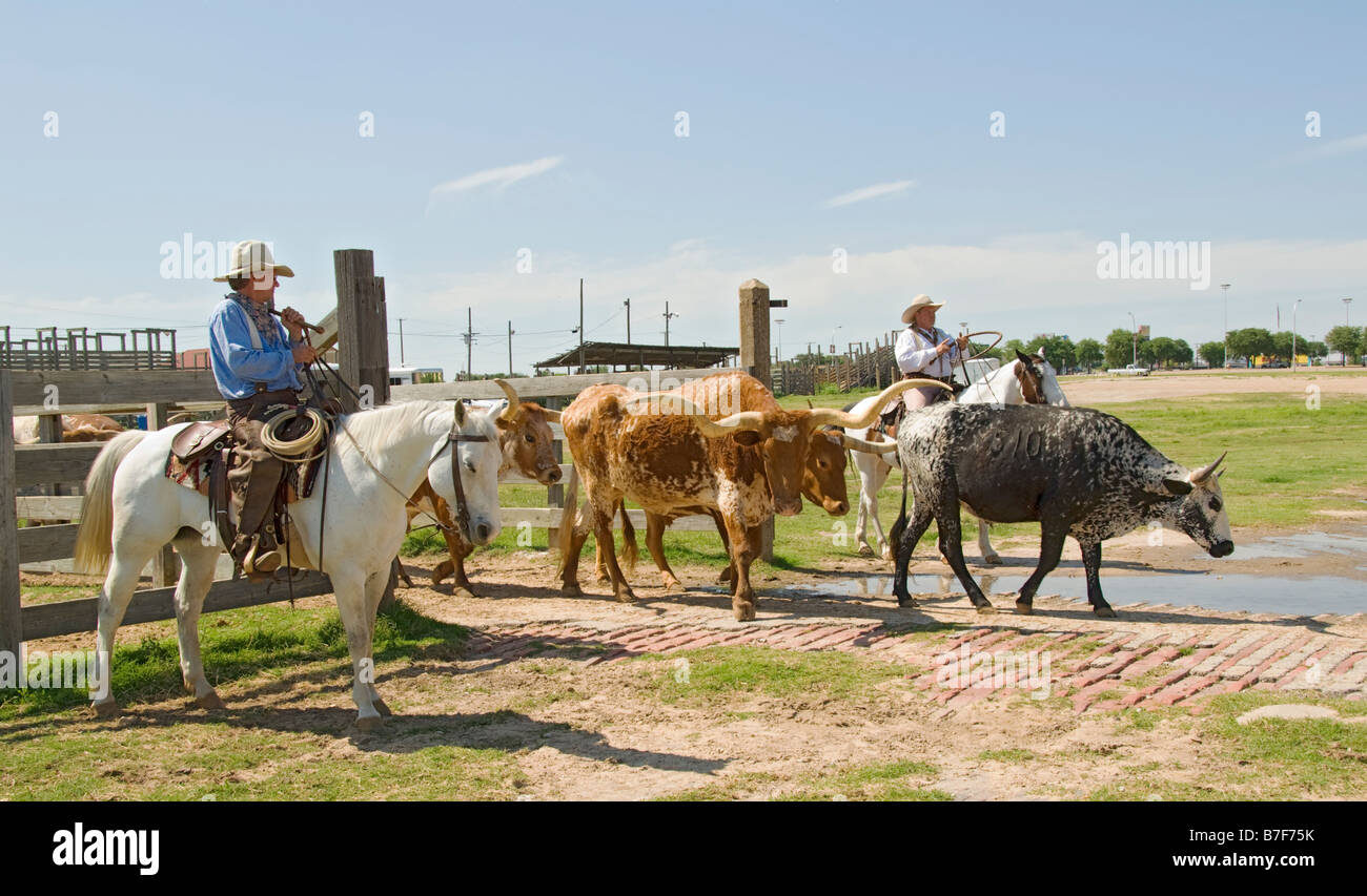 Texas Fort Worth Stockyards National Historic District cowboys herding longhorn cattle Stock Photo
