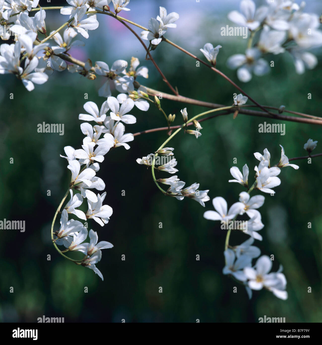 The flowering blossom of the Francoa Confetti Stock Photo Alamy