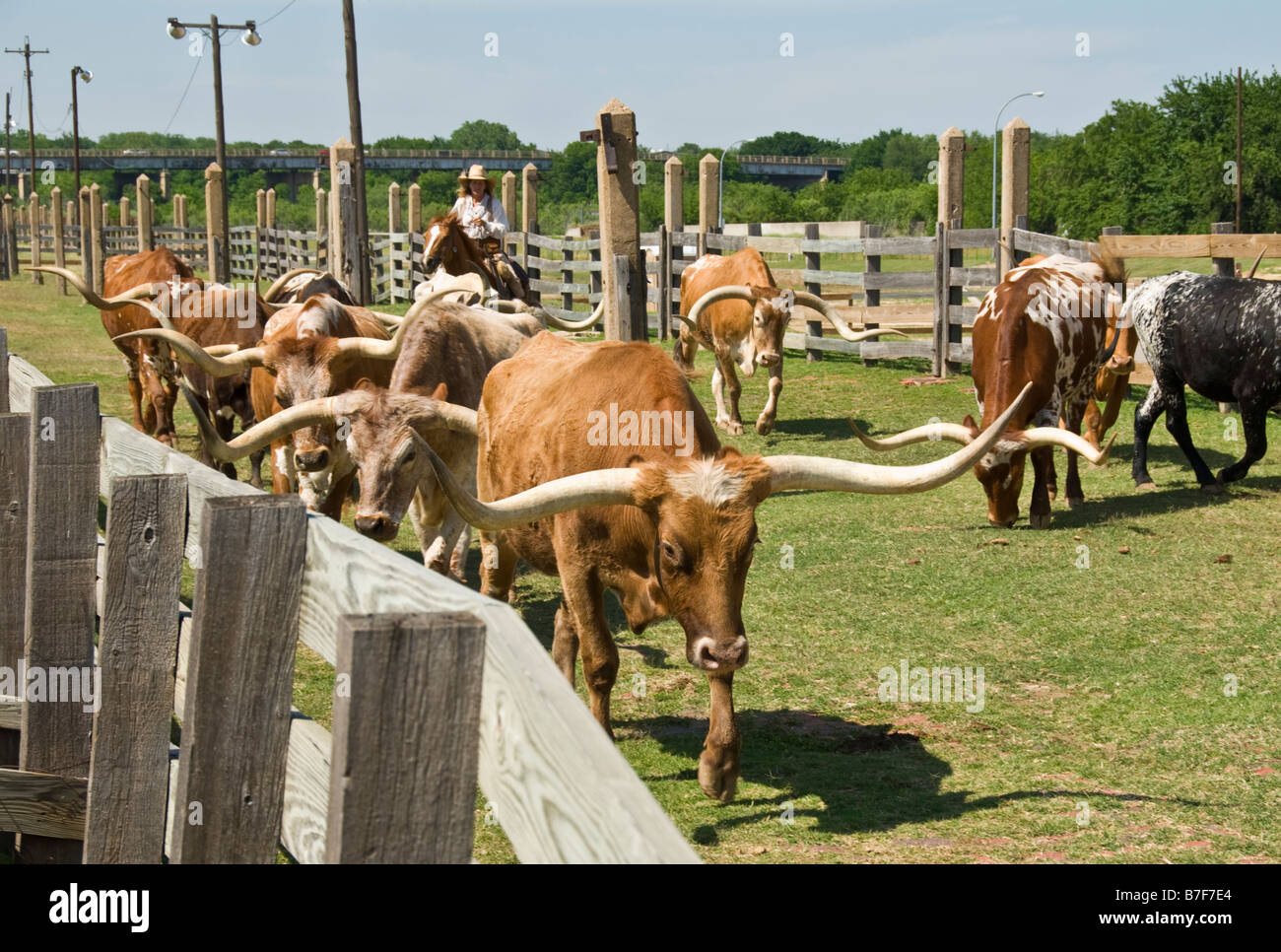 Texas Fort Worth Stockyards National Historic District cowgirl herding longhorn cattle Stock Photo