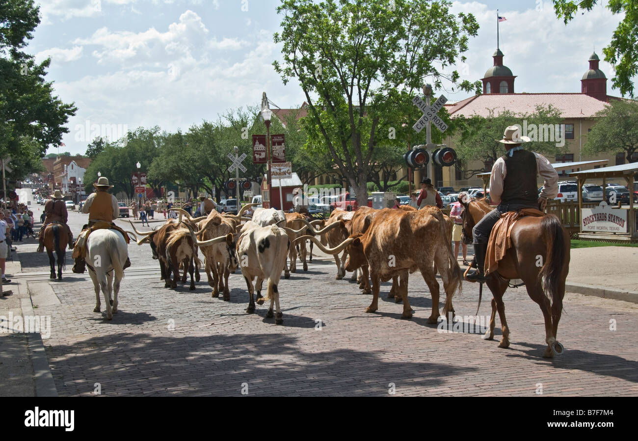 Texas Fort Worth Stockyards National Historic District cowboys herding longhorn cattle Stock Photo