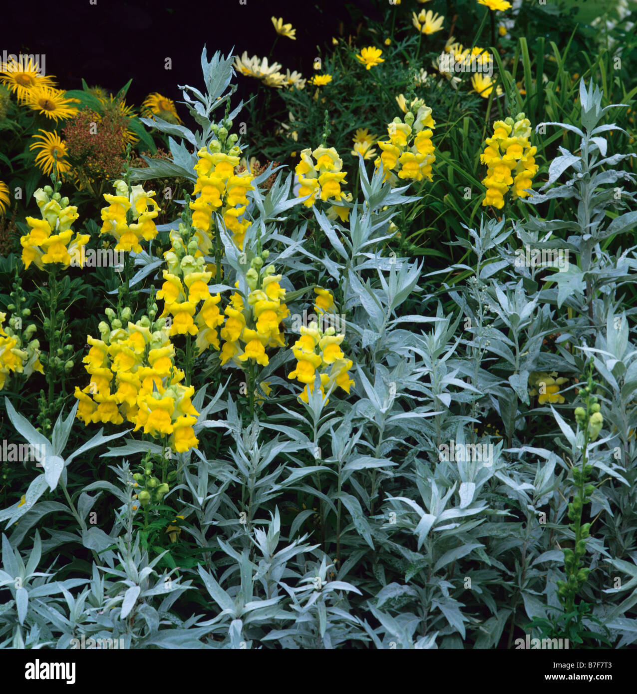 Yellow antirrhinums with Artemisia Valerie Finnis Stock Photo