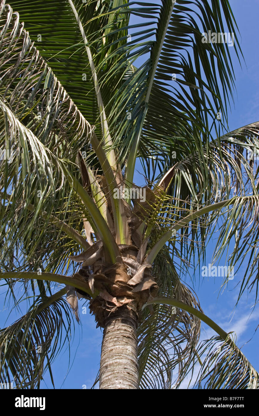 Coconut Palm (Cocos nucifera Stock Photo - Alamy