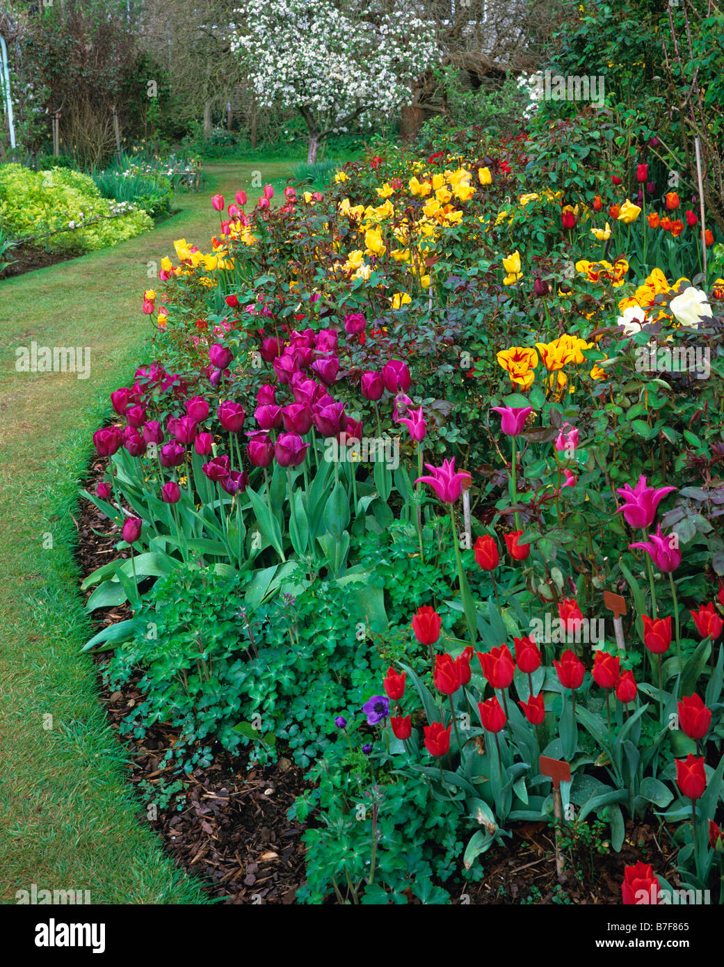 Colorful Mixed border with tulips at Abbey House Gardens Stock Photo