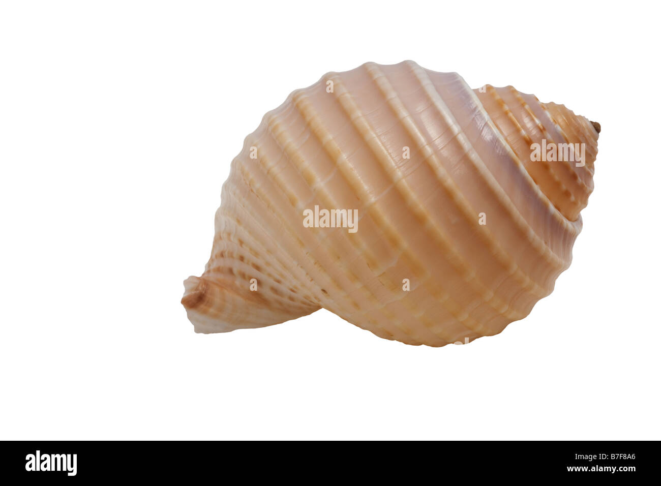 Seashell close up isolated against white Stock Photo