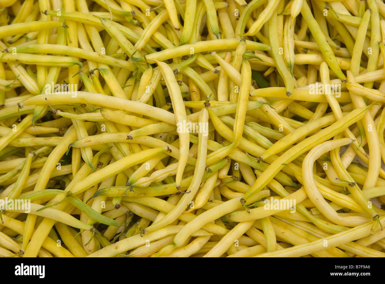 Garden bean Phaseolus vulgaris Stock Photo