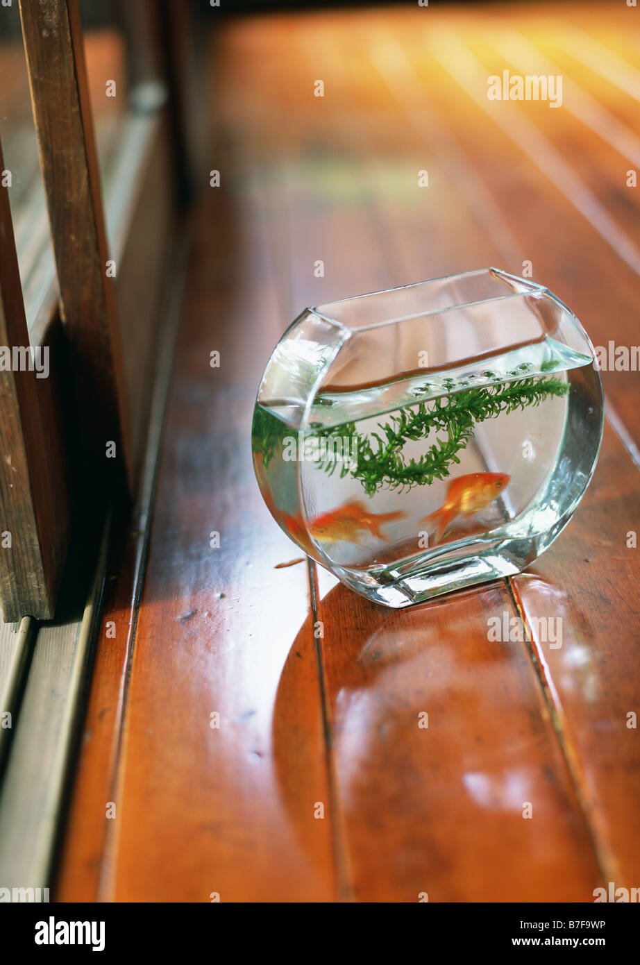 Goldfish bowl Stock Photo Alamy