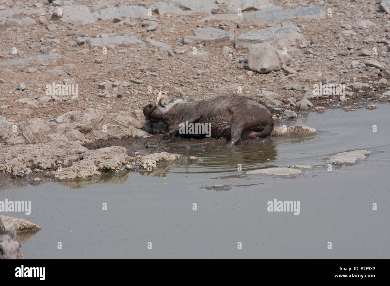 warthog having a mudbath at waterhole Halali etosha Stock Photo