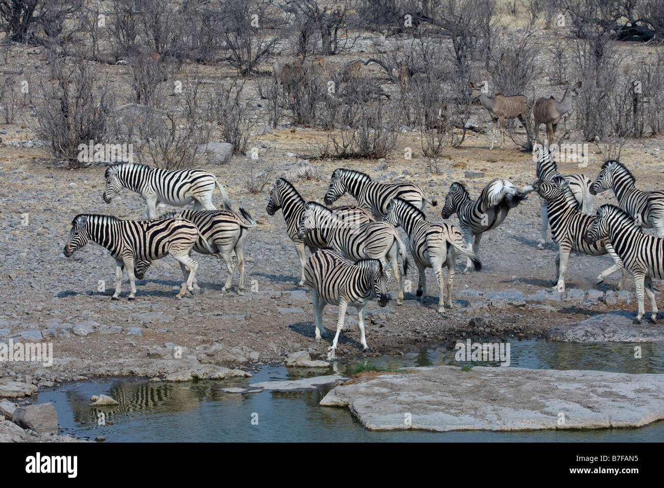 burchell's zebra at halali waterhole etosha Stock Photo