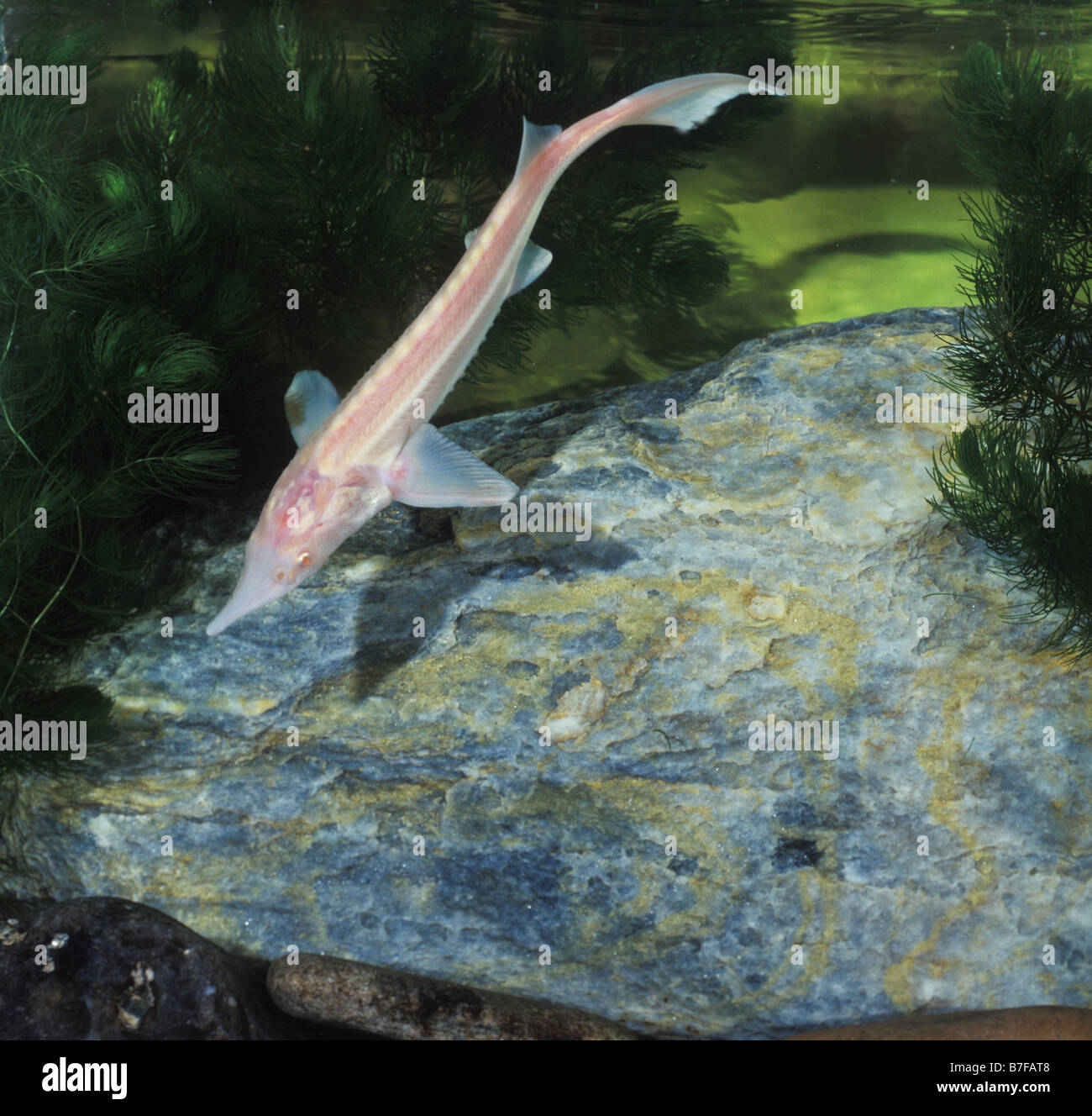 STERLET ALBINO SWIMMING SV Stock Photo Alamy