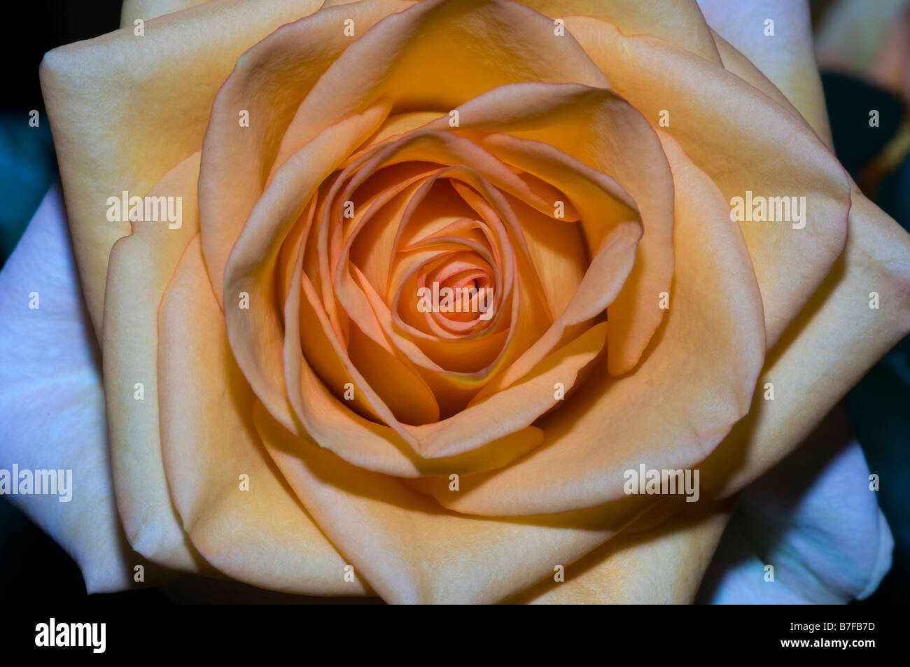 Close up Rose Stock Photo