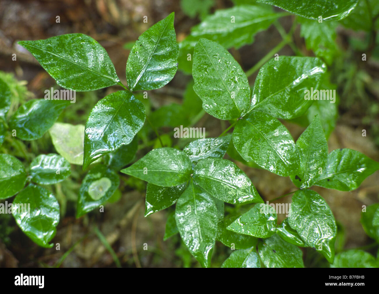 poison ivy plants Stock Photo