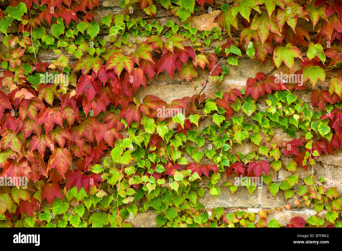 climbing plant cover wall Stock Photo