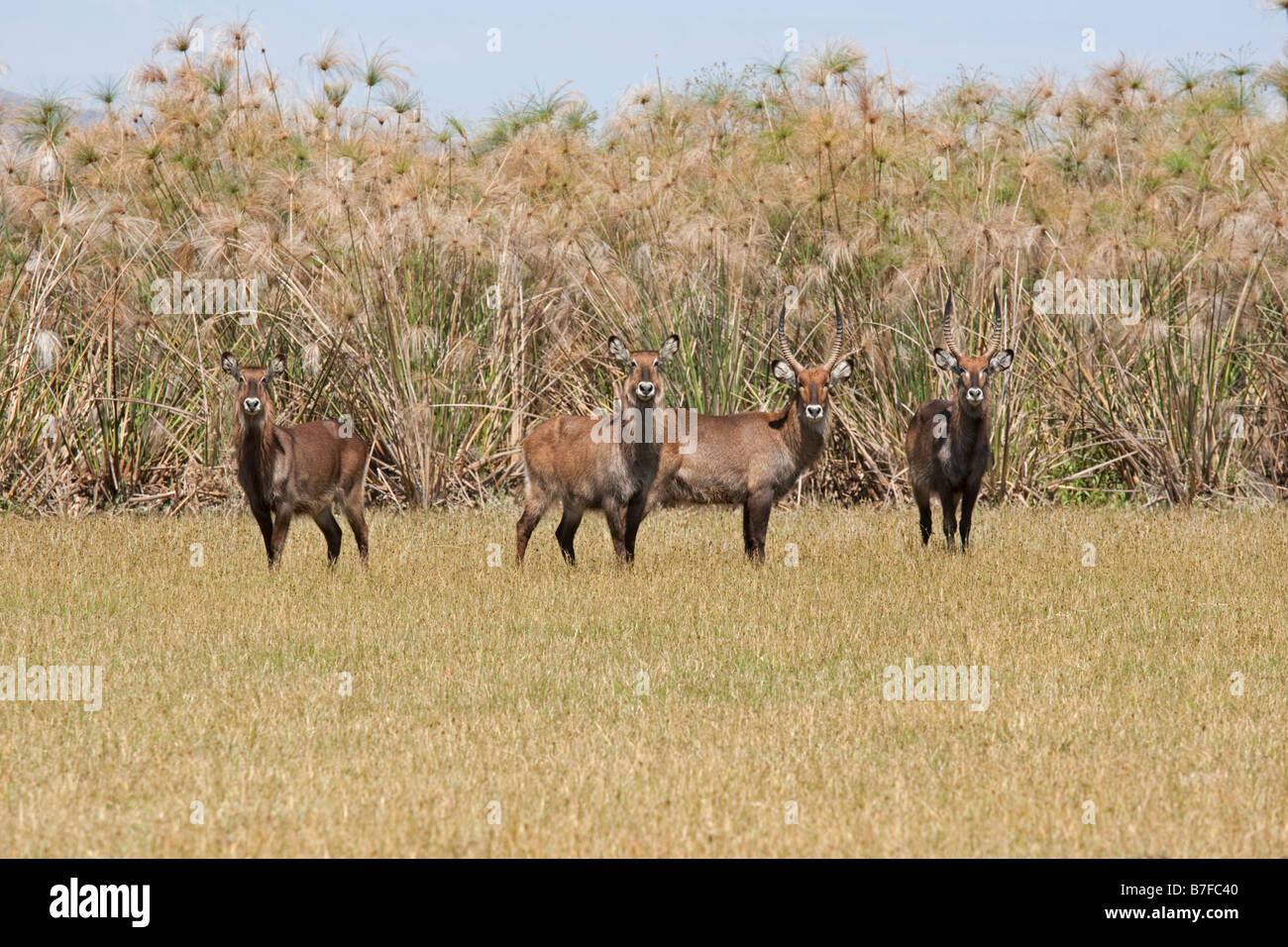 Common waterbuck Kobus ellipsiprymnus Crescent Island Lake Naivasha Kenya Stock Photo