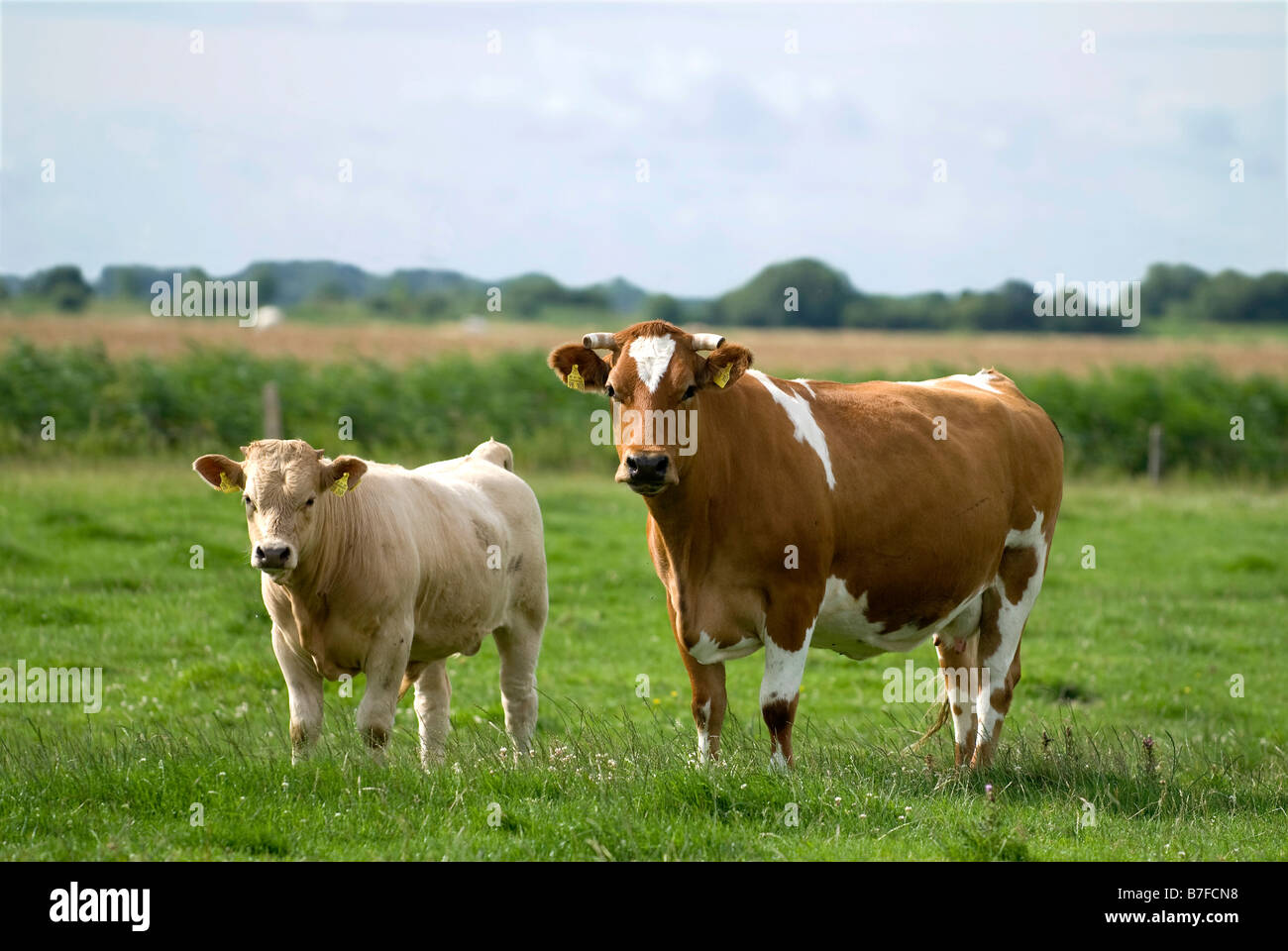 two cows on a meadow Stock Photo