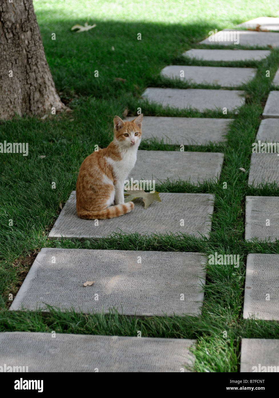 Ginger and white young cat kitten marmalade sitting sit on patio slabs pathway path lead curve curved stone pet Stock Photo