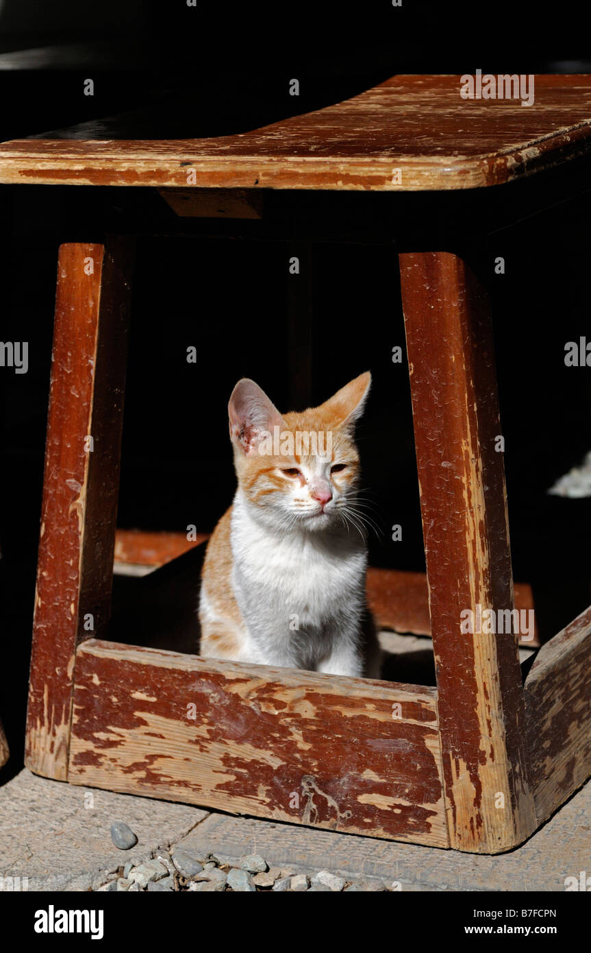Ginger and white young cat kitten marmalade sitting sit under a wooden wood stool seat between legs sun sunning warm warmth pet Stock Photo
