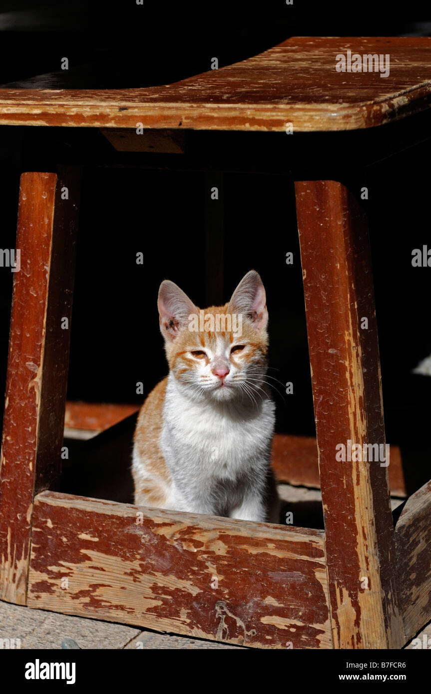 Ginger and white young cat marmalade sitting sit under a wooden wood