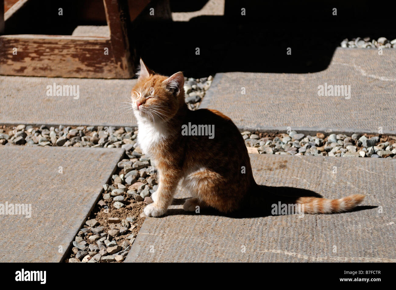 Ginger and white young cat kitten marmalade sitting sit in the sun sunning warm warmth patio pet Stock Photo