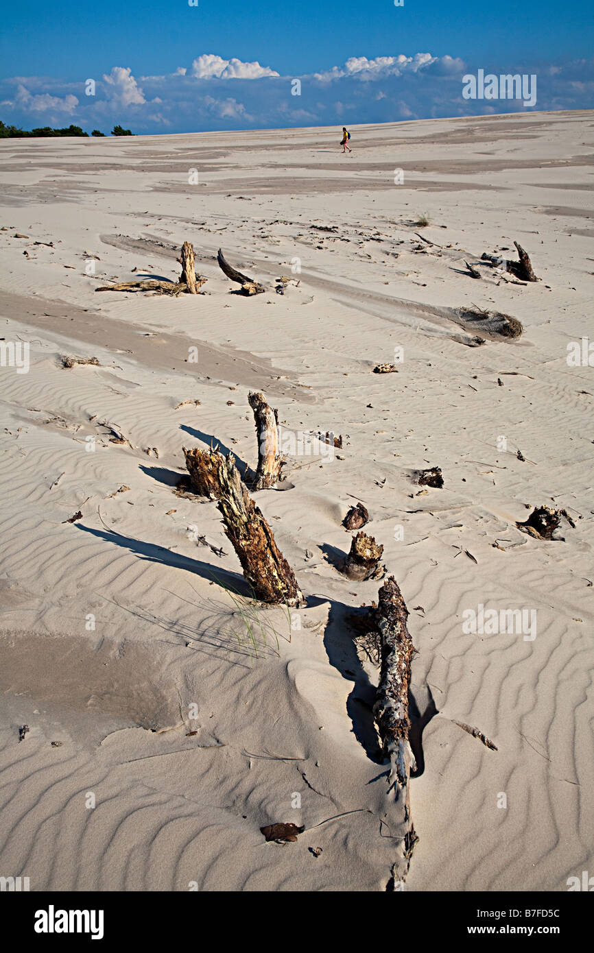 Dead tree stumps eroded from sand dunes with hiker in distance Wydma Czolpinska dune Slowinski national park Poland Stock Photo