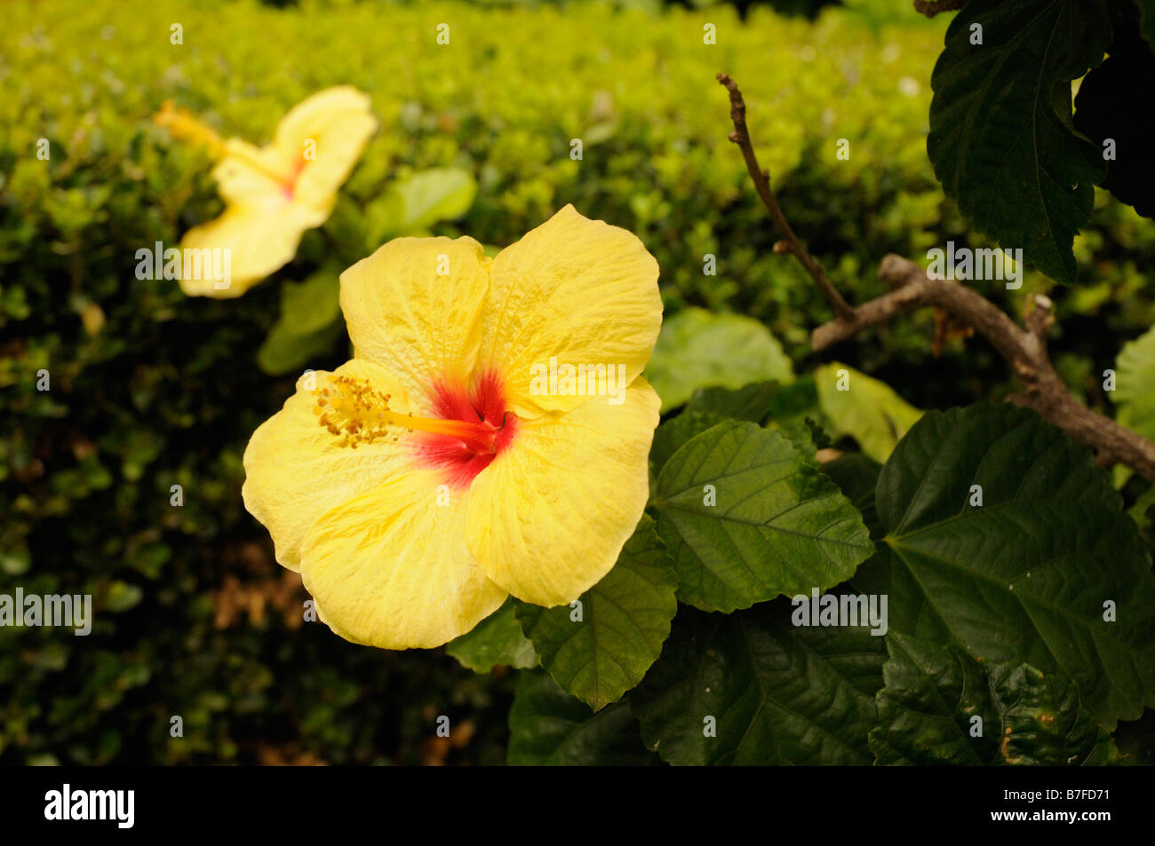 Bright Yellow Hibiscus Flower in the Public Gardens in Taormina, Sicily
