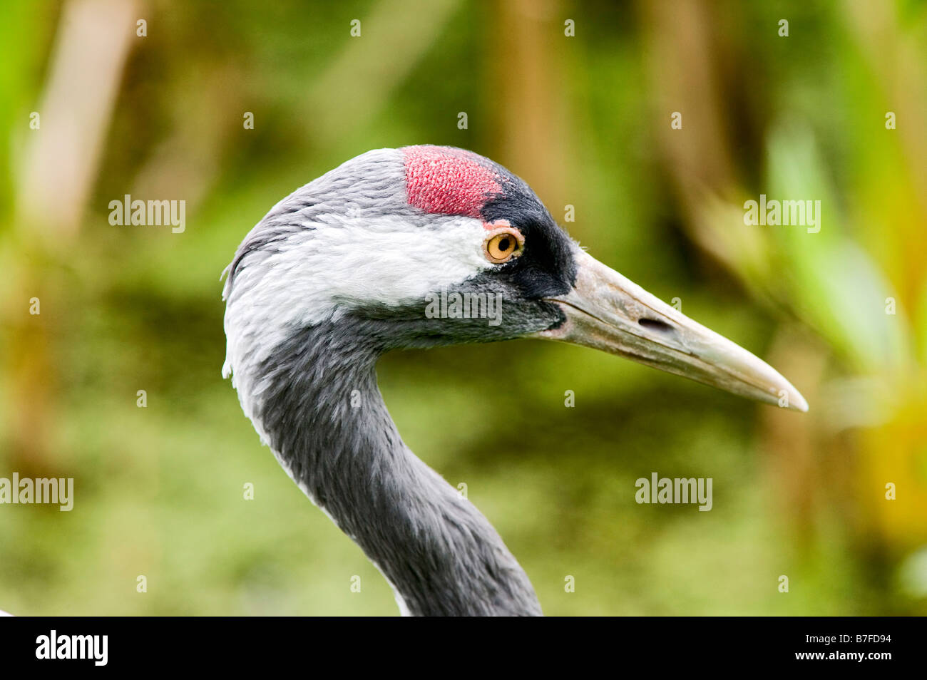 neck crane nature portrait bill animal bird Stock Photo