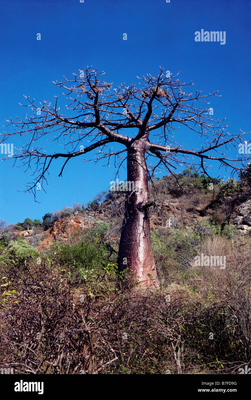 Adansonia suarezensis Baobab de Madagascar baobab Adansonia grandidieri Bombacacées Bombacaceae arbre sacré Madagascar Belo Tsir Stock Photo