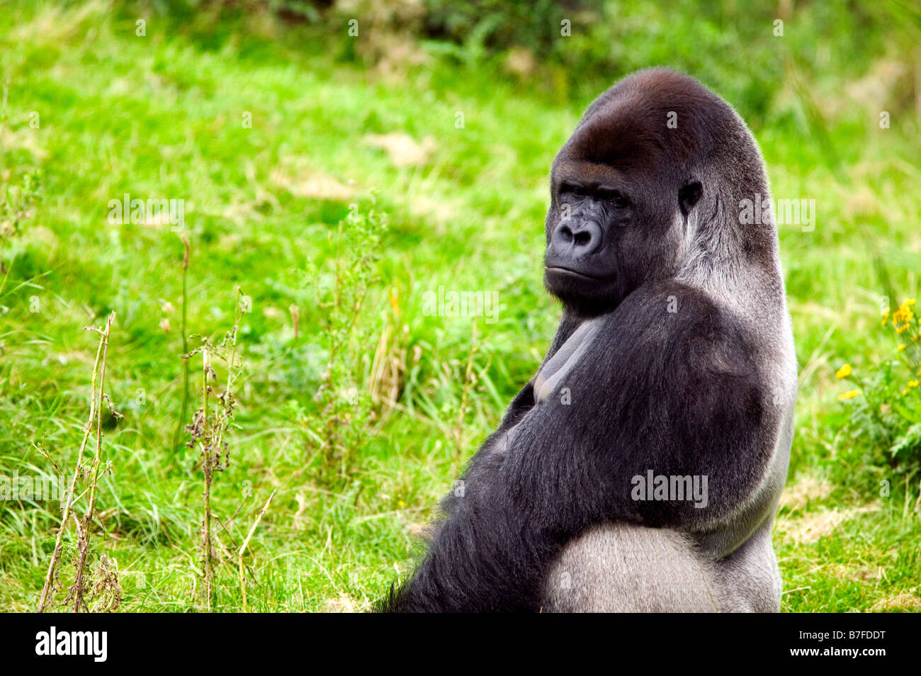 gorilla silverback Stock Photo