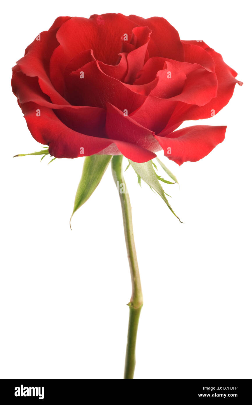 Red rose, isolated on a white background Stock Photo - Alamy