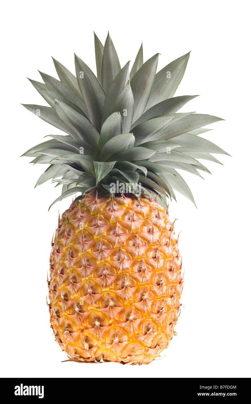 fresh Florida pineapple isolated on white Stock Photo Alamy
