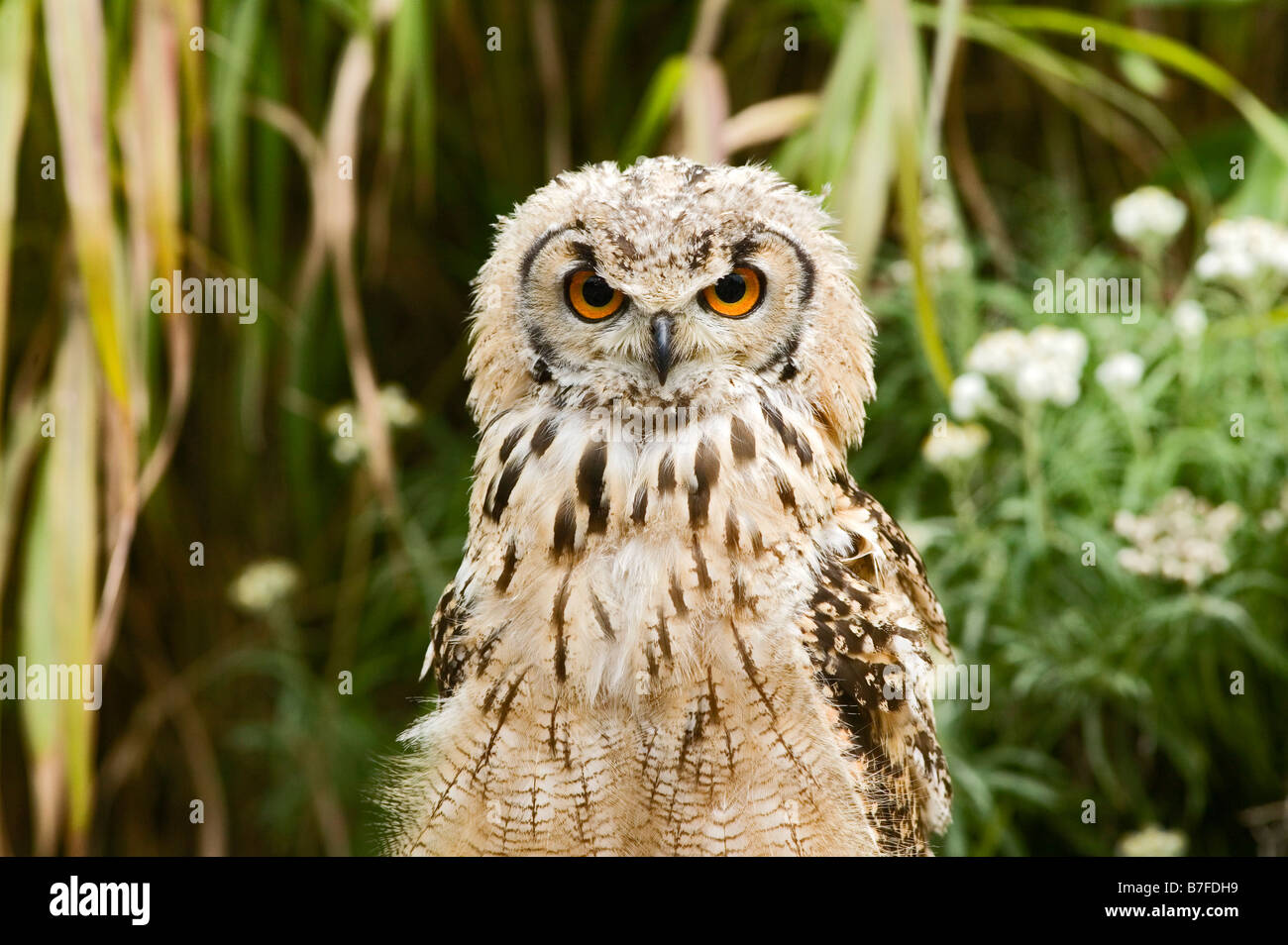 young owl Stock Photo