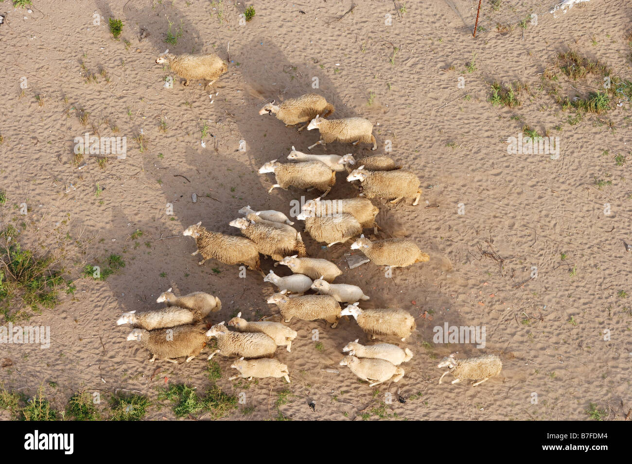Aerial view of a flock of sheep Belek Antalya Turkey Stock Photo - Alamy