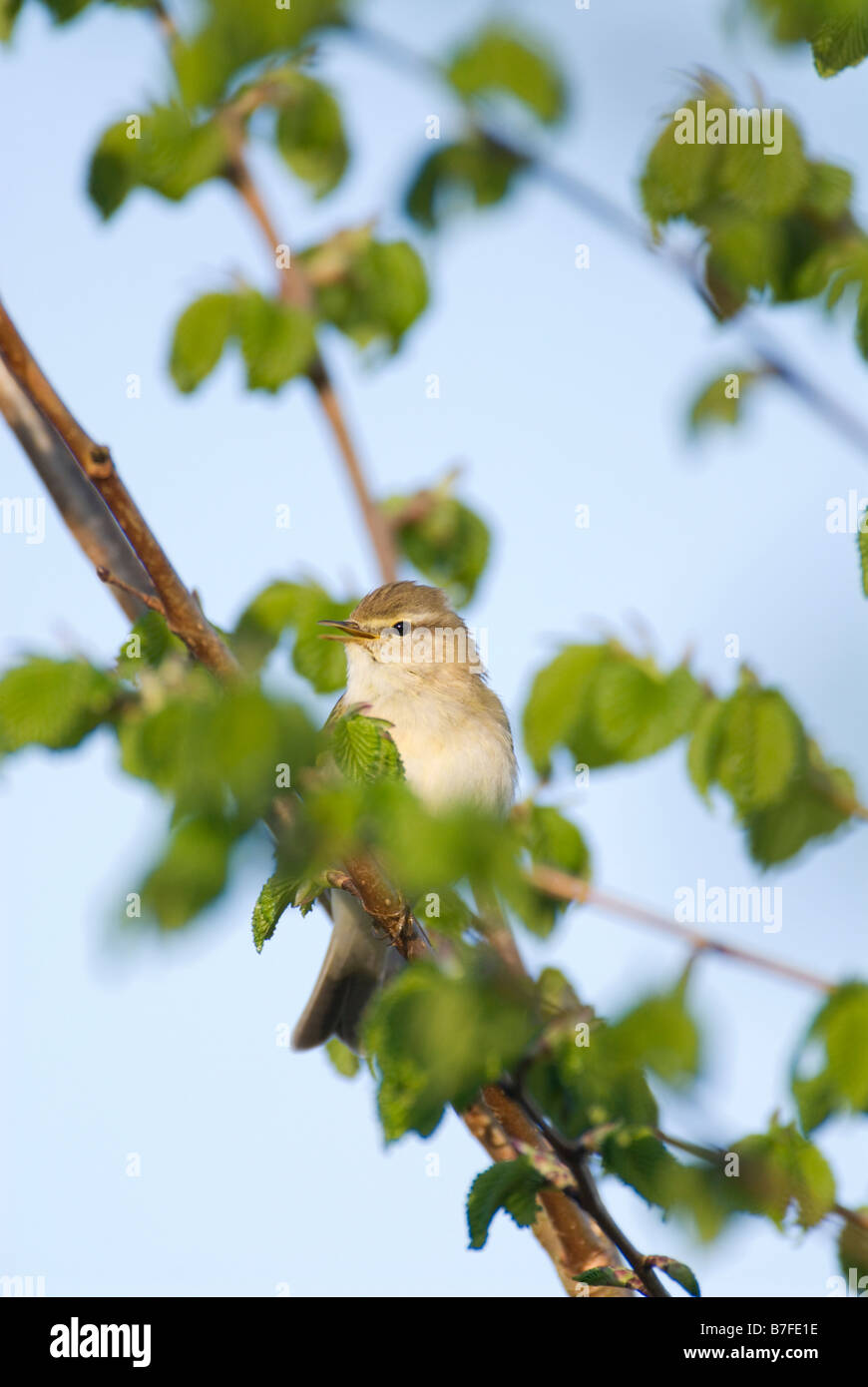 Willow warbler Phylloscopus trochilus singing from vegetation South Ayrshire Scotland spring Stock Photo