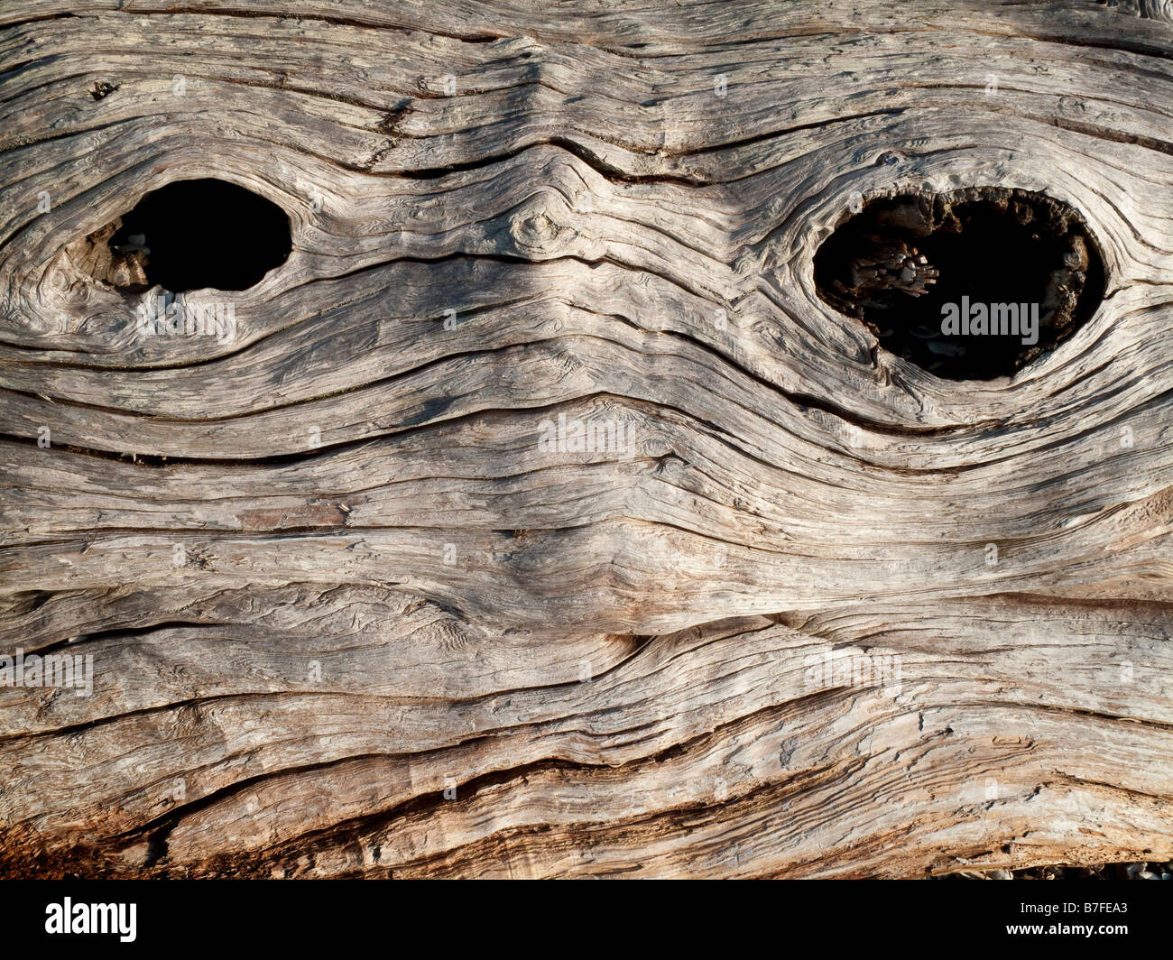 Wood With Knotholes Stock Photos & Wood With Knotholes Stock Images Alamy