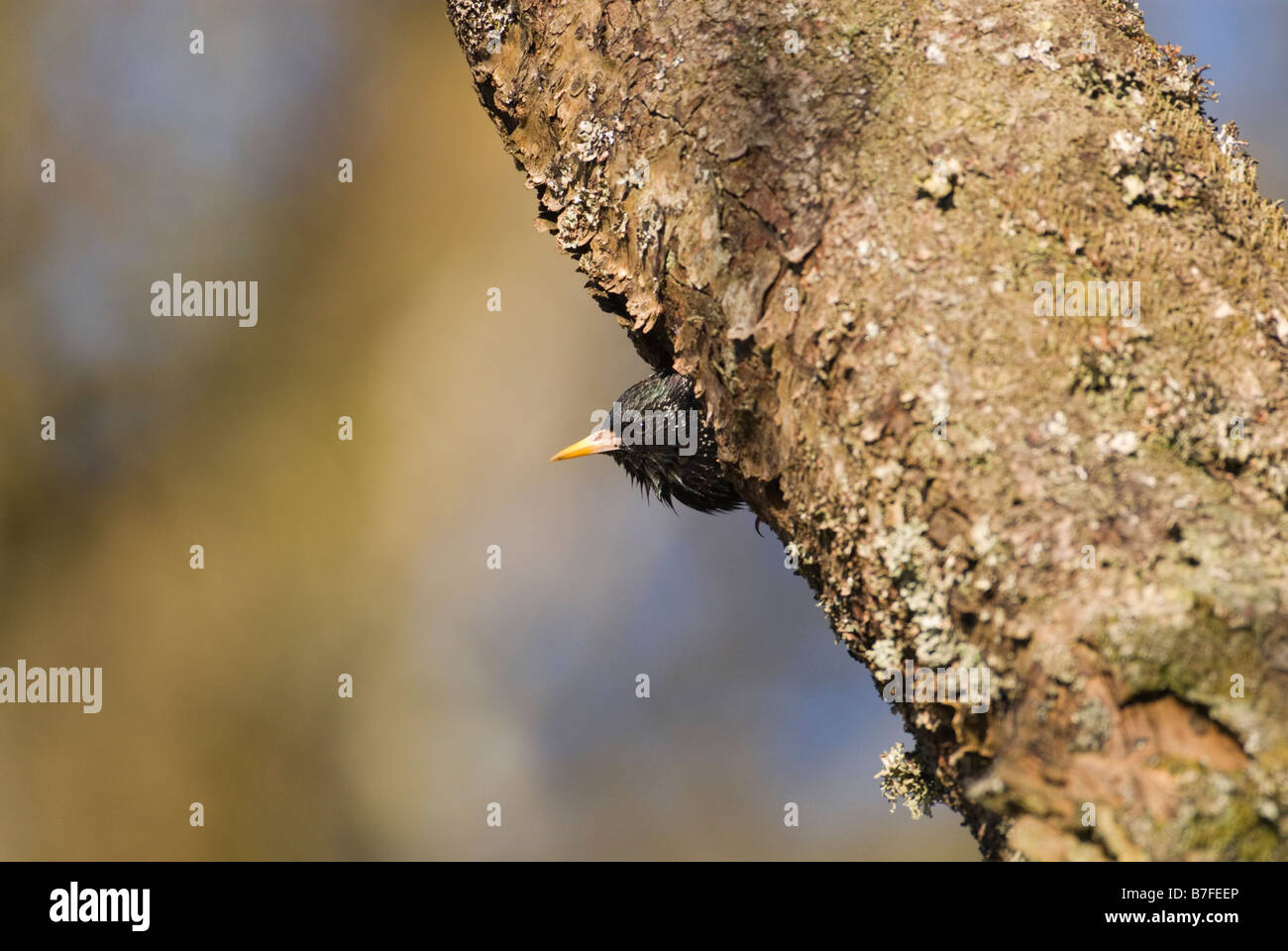 Starling nest hires stock photography and images Alamy