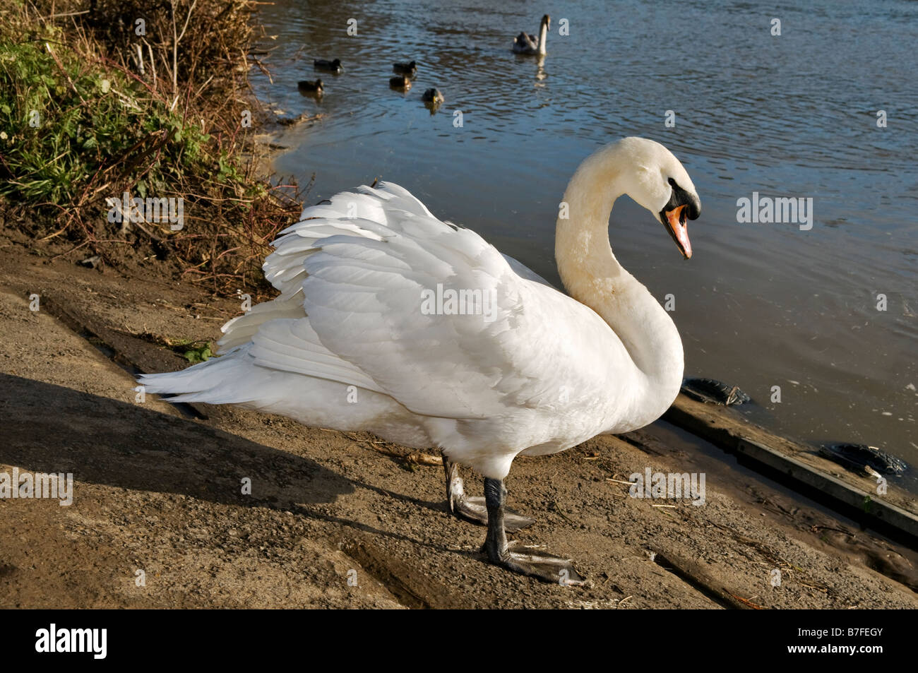 Mute swan standing on rivers edge near Saltford marina in Bristol England Stock Photo