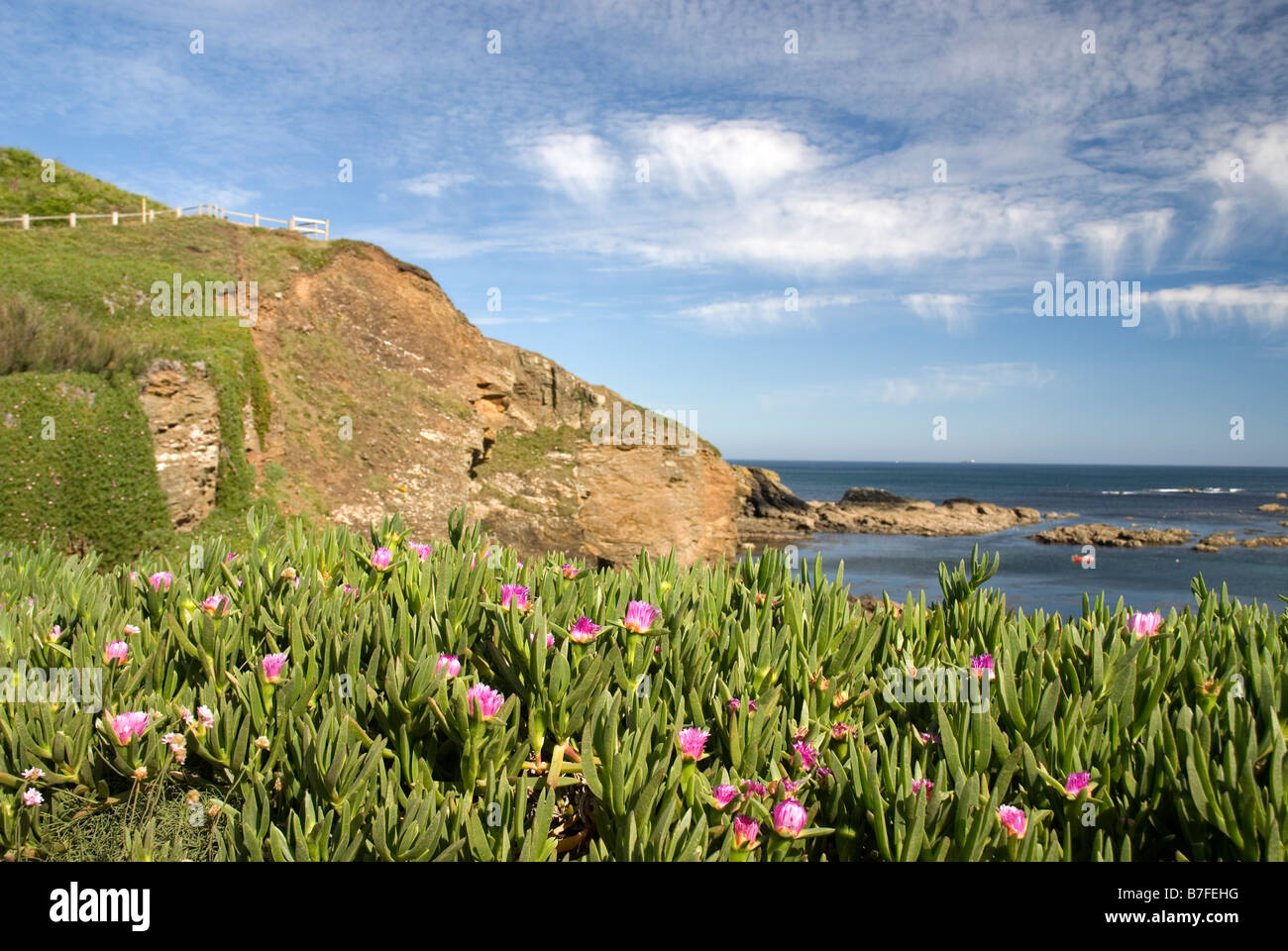 Lampranthus flowers on cliffside at The Lizard Cornwall UK Stock Photo