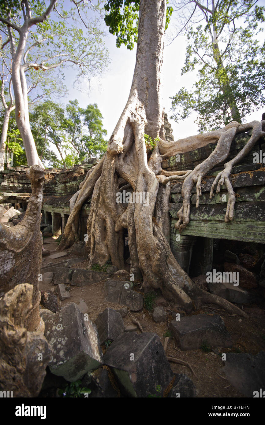 Tree roots growing on temple angkor wat hi-res stock photography and ...