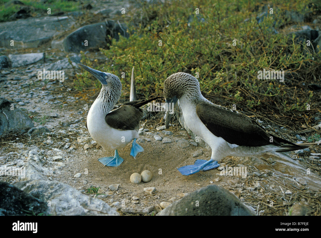 fou a pieds bleu COURTSHIP DANCE OF BLUE FOOTED BOOBIES SULA NEBOUXII DAPHNE MAJOR ISLANDS