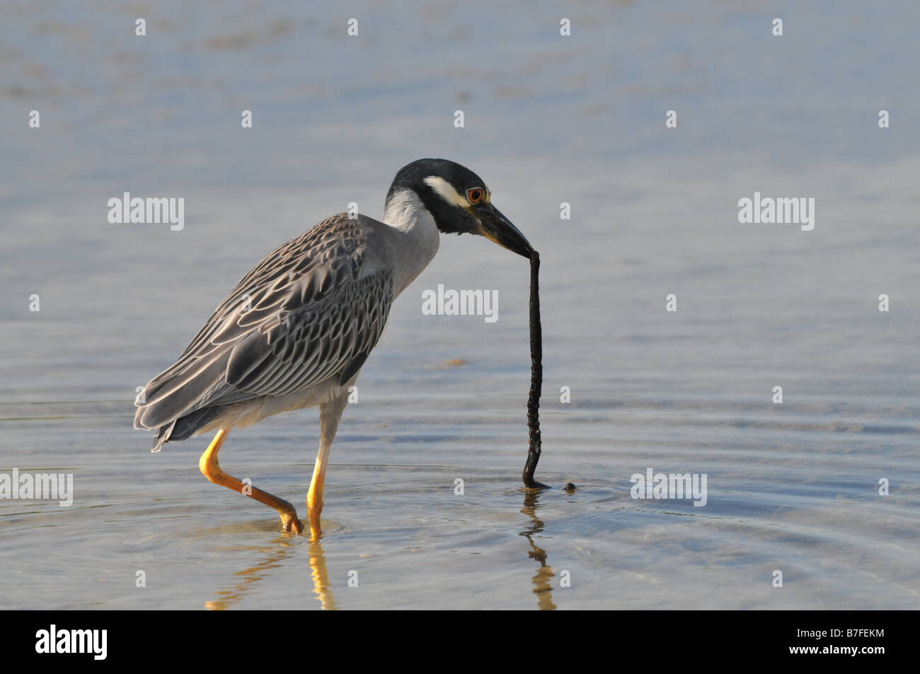 Red crowned crane flying sunset hi-res stock photography and images - Alamy