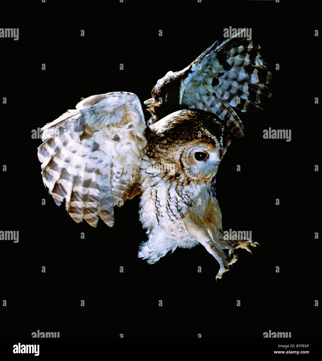 Chat Huant High Resolution Stock Photography And Images Alamy