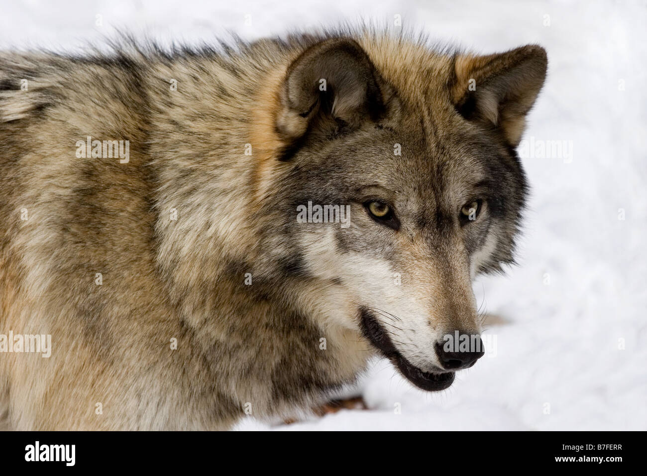 Timber Wolf Canis lupus lycaon in snow Stock Photo