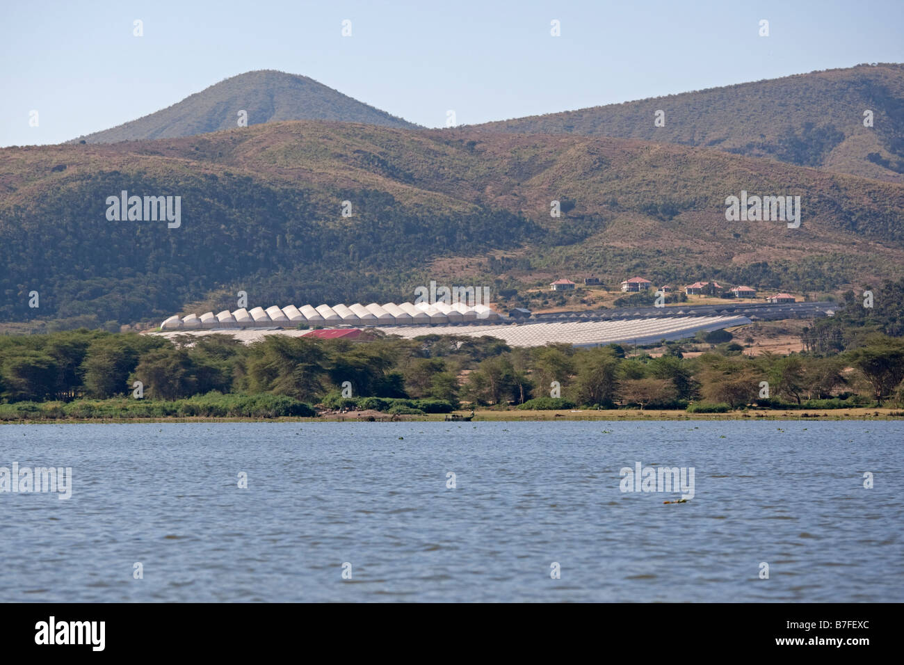 Flower farms on edge Lake Naivasha Kenya Stock Photo Alamy