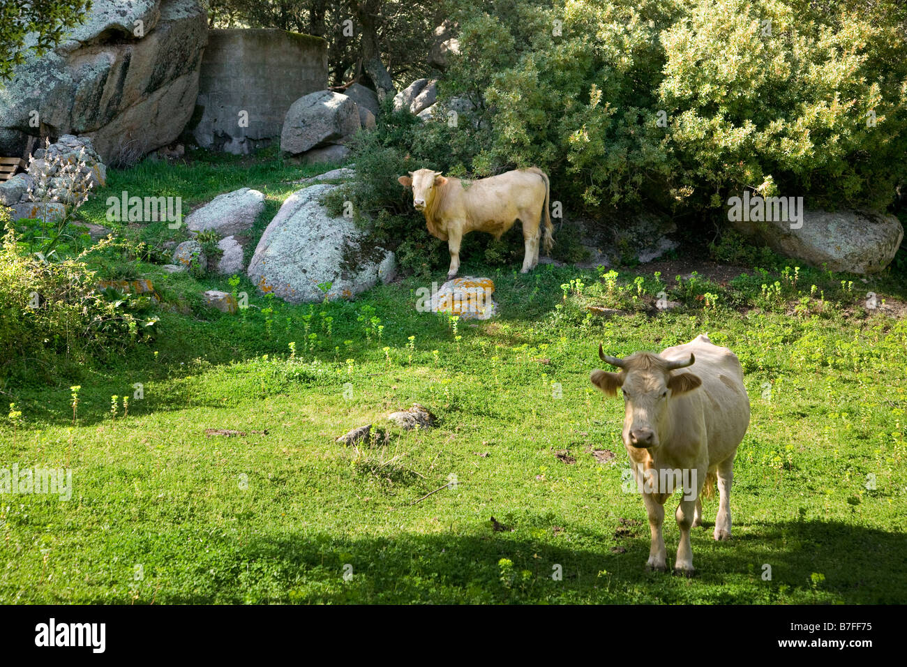 landscape with cows on Sardinia Italy Stock Photo