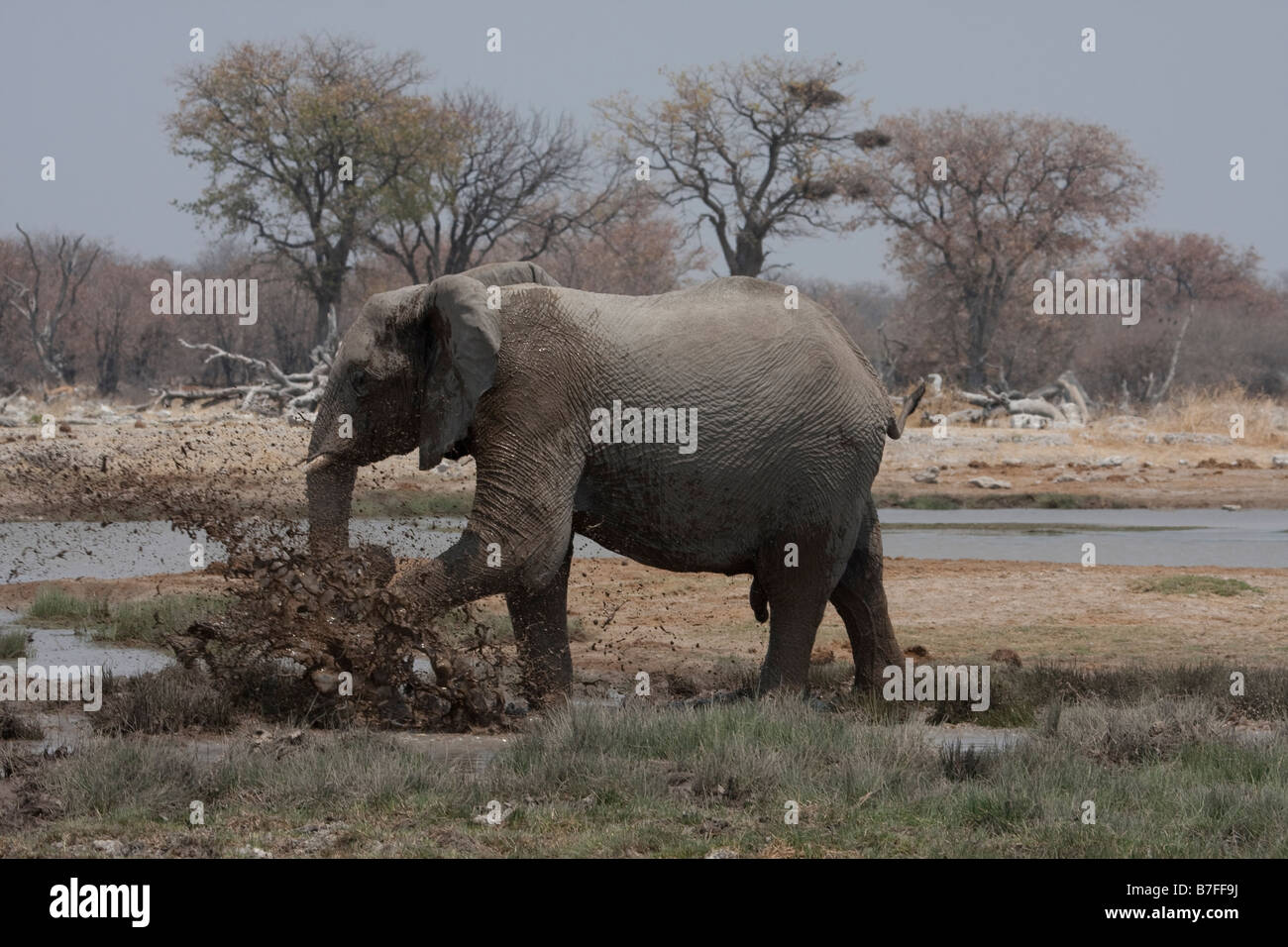 Elephant stirs up mud for a mudbath Stock Photo