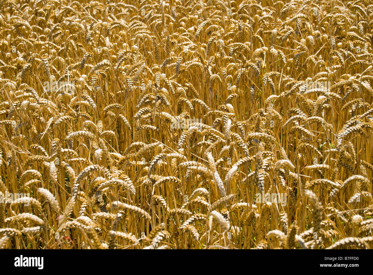 Ripe wheat in field, near Ashburton, Canterbury, New Zealand Stock Photo